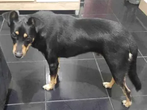 Cachorro raça SRD-ViraLata idade 3 anos nome Lucky 