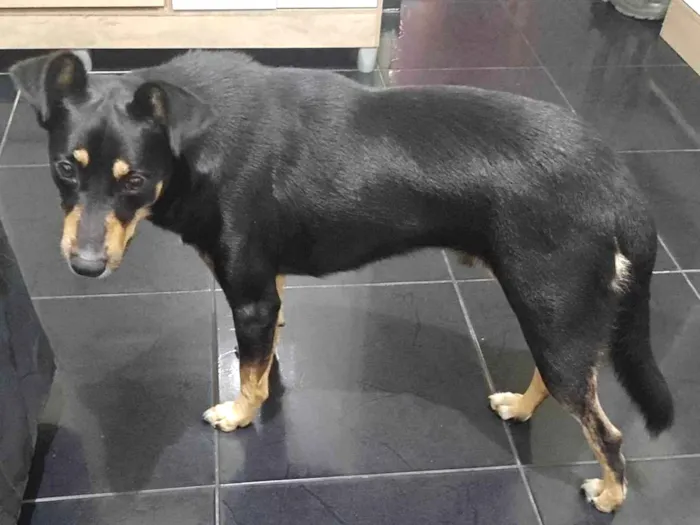 Cachorro ra a SRD-ViraLata idade 3 anos nome Lucky 