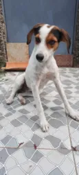 Cachorro raça SRD-ViraLata idade 1 ano nome Nina 