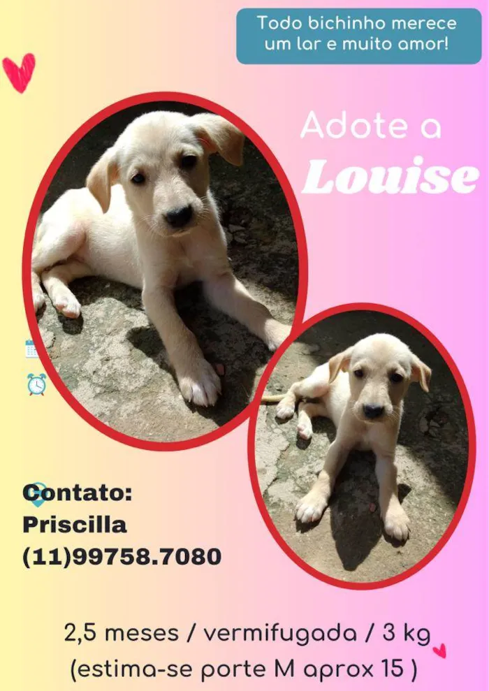 Cachorro raça SRD idade 2 a 6 meses nome Louise