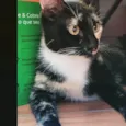 Gato raça SRD-ViraLata idade 2 anos nome Sem Nome