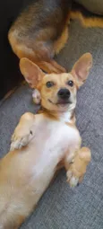 Mel 