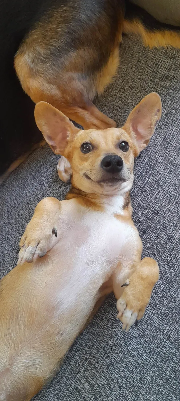 Cachorro ra a SRD-ViraLata idade 7 a 11 meses nome Mel 