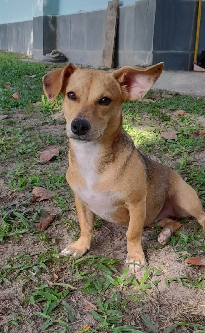 Cachorro ra a SRD-ViraLata idade 7 a 11 meses nome Mel 