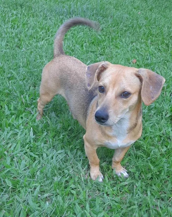 Cachorro ra a SRD-ViraLata idade 7 a 11 meses nome Mel 
