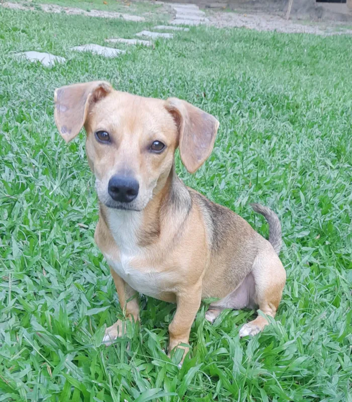 Cachorro ra a SRD-ViraLata idade 7 a 11 meses nome Mel 