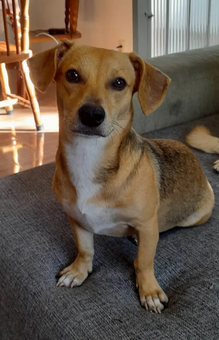 Cachorro ra a SRD-ViraLata idade 7 a 11 meses nome Mel 