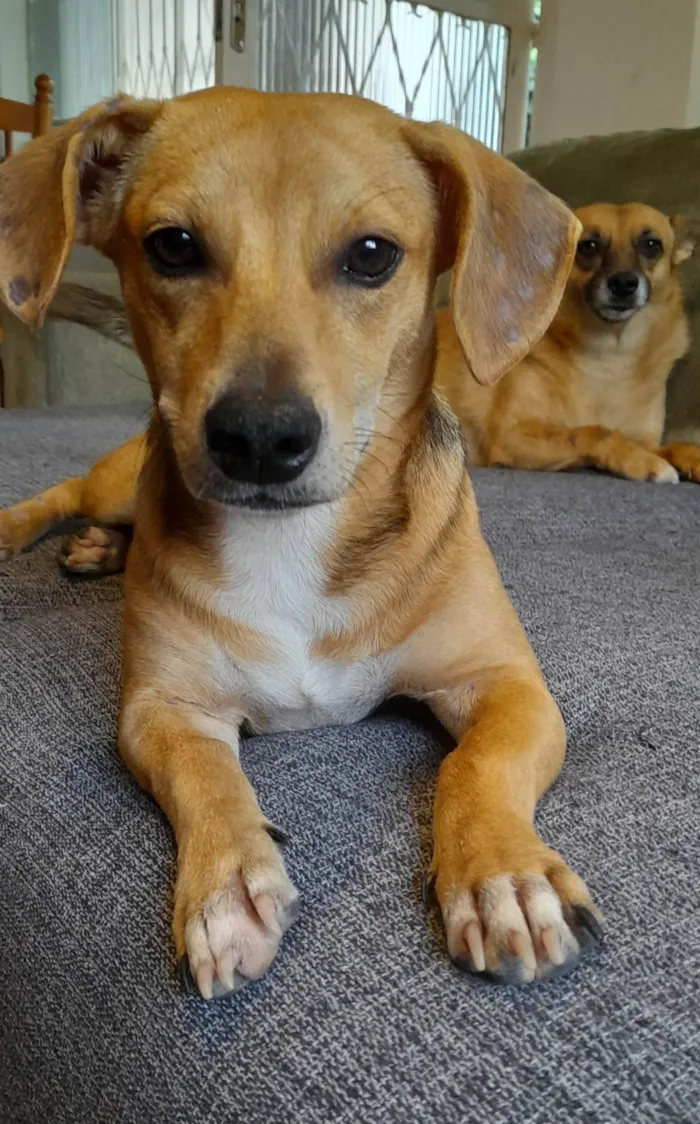 Cachorro ra a SRD-ViraLata idade 7 a 11 meses nome Mel 