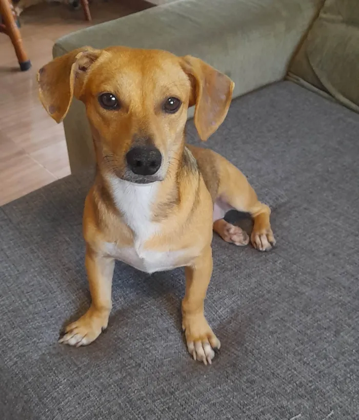 Cachorro ra a SRD-ViraLata idade 7 a 11 meses nome Mel 