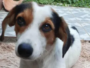 Cachorro raça SRD-ViraLata idade 1 ano nome Nina 
