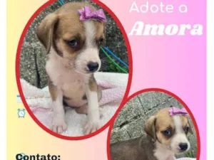 Cachorro raça SRD idade 2 a 6 meses nome Amora 