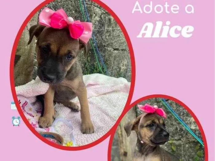 Cachorro raça SRD idade 2 a 6 meses nome Alice