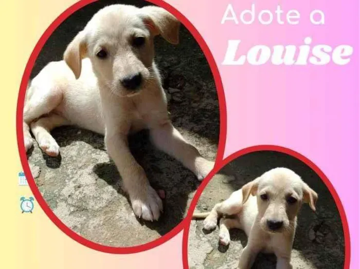 Cachorro raça SRD idade 2 a 6 meses nome Louise