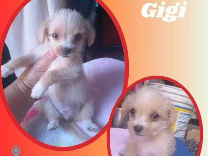 Cachorro raça SRD idade Abaixo de 2 meses nome Gigi 
