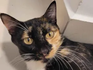 Gato raça SRD-ViraLata idade 2 anos nome Sem Nome