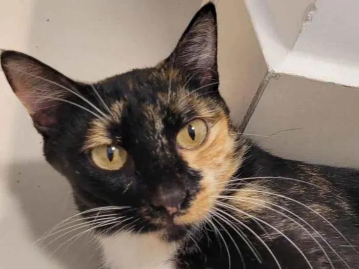 Gato raça SRD-ViraLata idade 2 anos nome Sem Nome