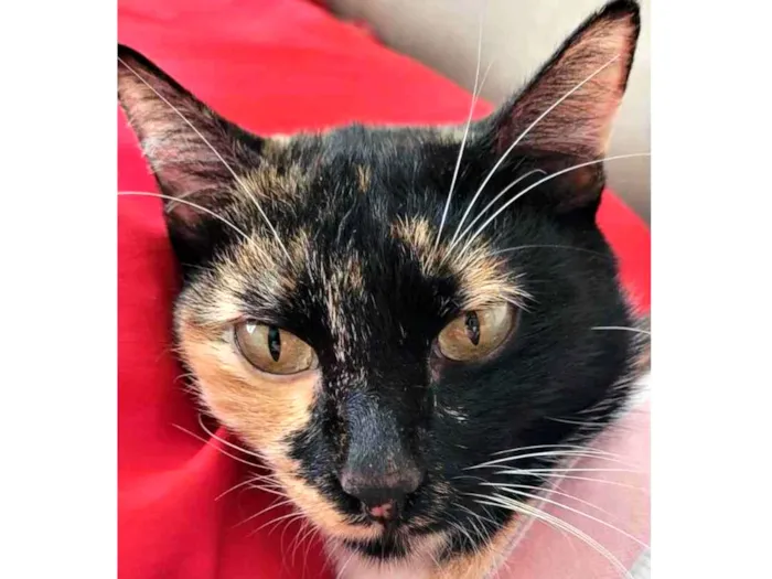 Gato raça SRD-ViraLata idade 2 anos nome Sem Nome