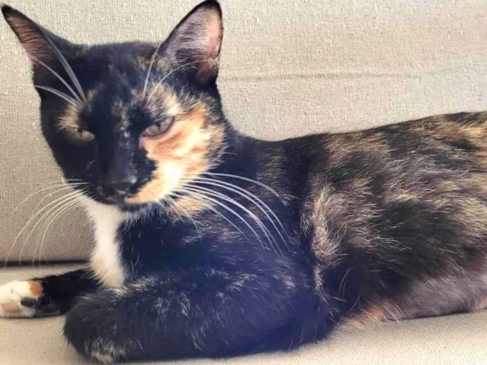 Gato raça SRD-ViraLata idade 2 anos nome Sem Nome