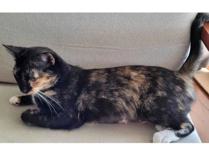 Gato raça SRD-ViraLata idade 2 anos nome Sem Nome