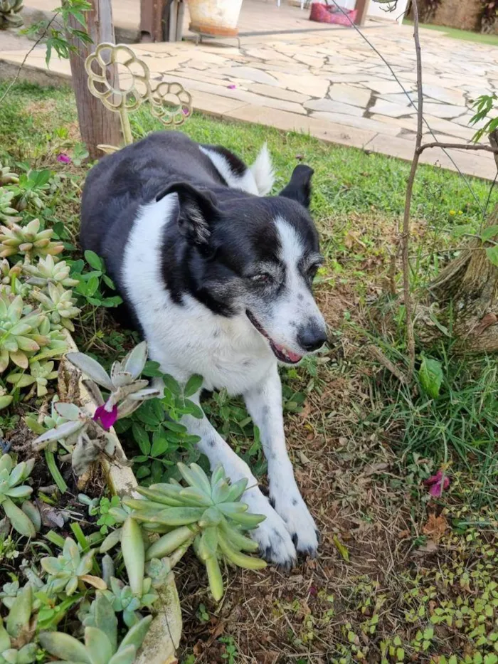 Cachorro raça SRD-ViraLata idade 6 ou mais anos nome Belinha