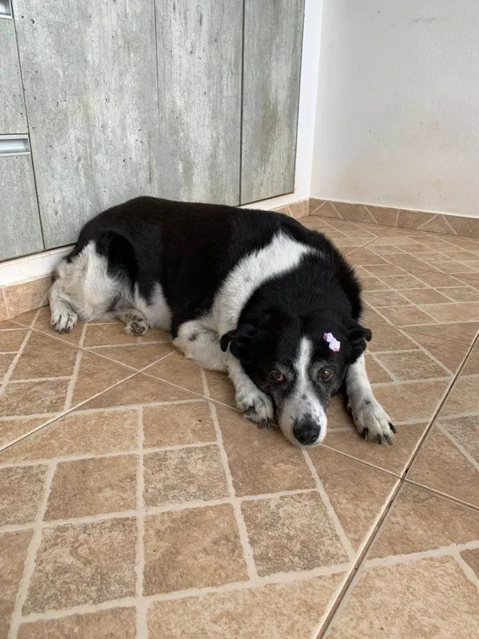 Cachorro raça SRD-ViraLata idade 6 ou mais anos nome Belinha