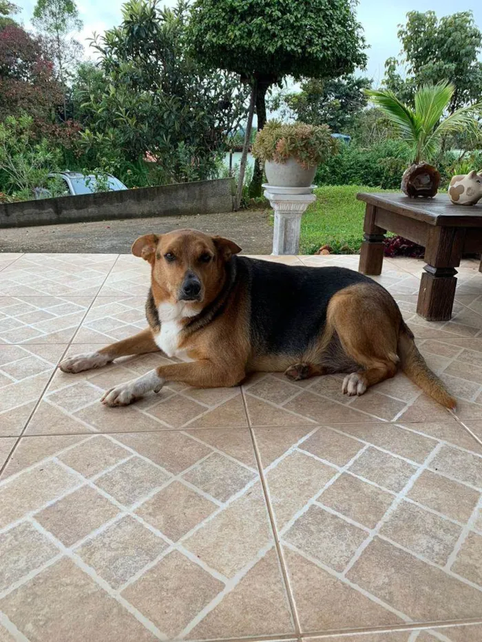 Cachorro raça SRD-ViraLata idade 6 ou mais anos nome Nina