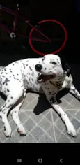 Cachorro raça Dálmata  idade 4 anos nome Duke (DÁLMATA)