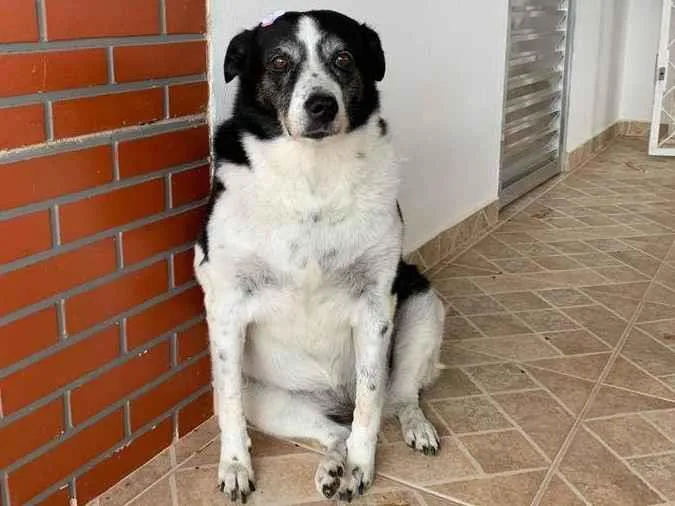 Cachorro raça SRD-ViraLata idade 6 ou mais anos nome Belinha