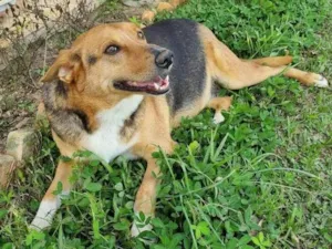 Cachorro raça SRD-ViraLata idade 6 ou mais anos nome Nina