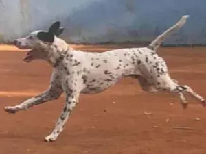 Cachorro raça Dálmata  idade 4 anos nome Duke (DÁLMATA)