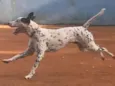 Cachorro raça Dálmata  idade 4 anos nome Duke (DÁLMATA)