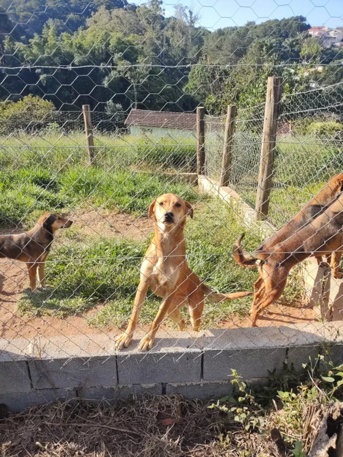 Cachorro ra a SRD idade 1 ano nome Kofi e irmãs Tea / Pink