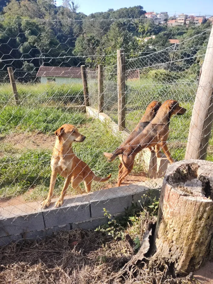 Cachorro ra a SRD idade 1 ano nome Kofi e irmãs Tea / Pink