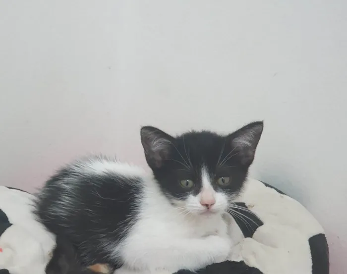 Gato raça SRD-ViraLata idade Abaixo de 2 meses nome Sandy