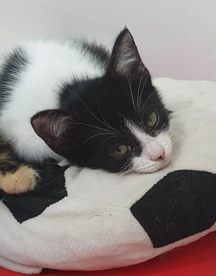 Gato raça SRD-ViraLata idade Abaixo de 2 meses nome Sandy