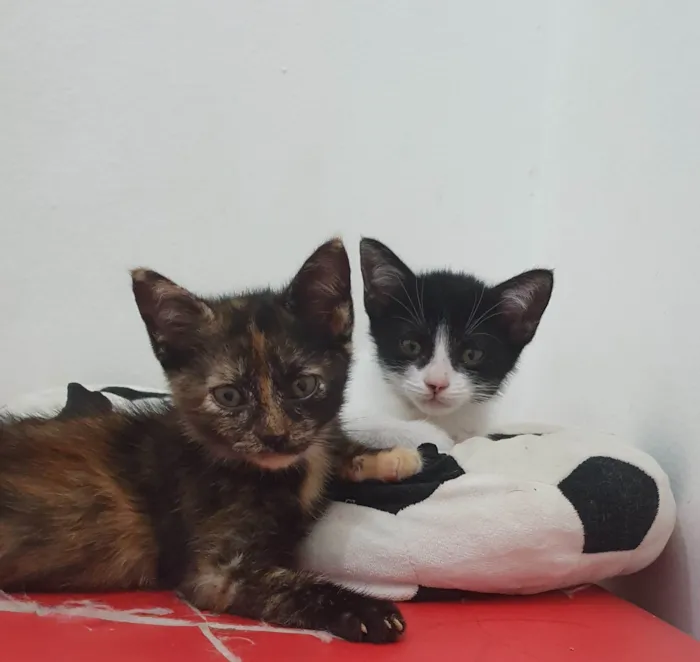Gato raça SRD-ViraLata idade Abaixo de 2 meses nome Sandy