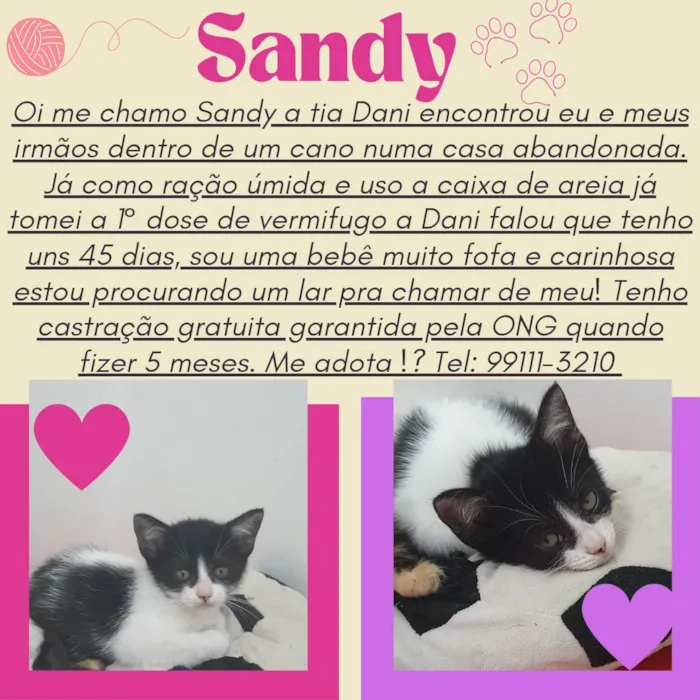 Gato raça SRD-ViraLata idade Abaixo de 2 meses nome Sandy