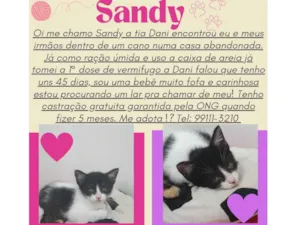 Gato raça SRD-ViraLata idade Abaixo de 2 meses nome Sandy