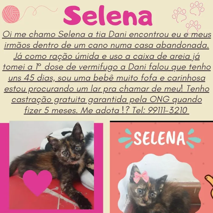 Gato raça SRD-ViraLata idade Abaixo de 2 meses nome Selena 