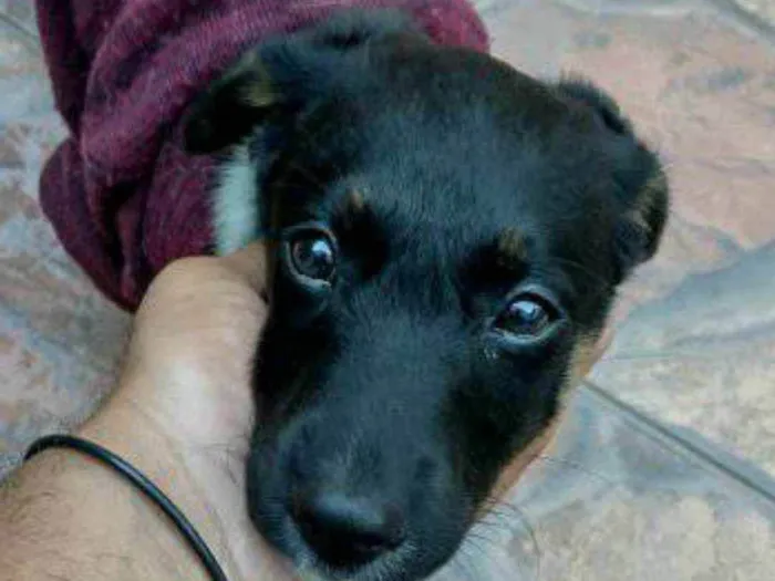 Cachorro raça SRD idade 2 a 6 meses nome KELLY