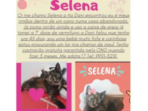 Gato raça SRD-ViraLata idade Abaixo de 2 meses nome Selena 