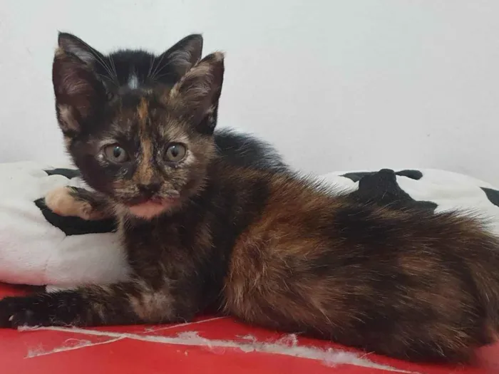 Gato raça SRD-ViraLata idade Abaixo de 2 meses nome Selena 