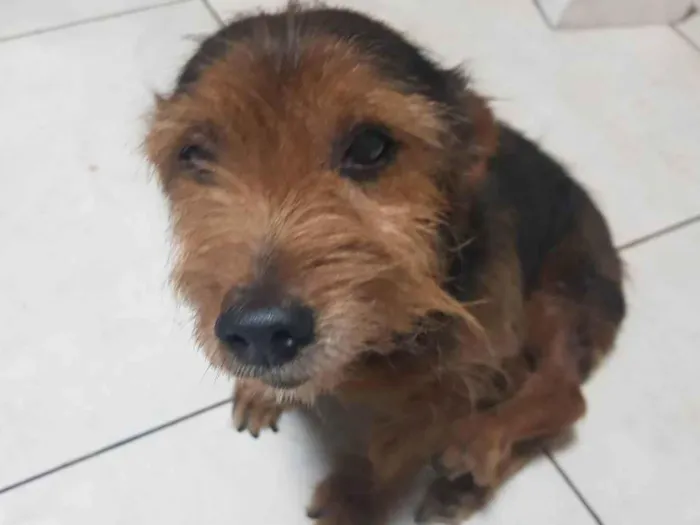 Cachorro ra a SRD-ViraLata idade 6 ou mais anos nome Totó 