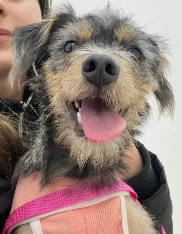 Cachorro raça SRD-ViraLata idade 1 ano nome Roma