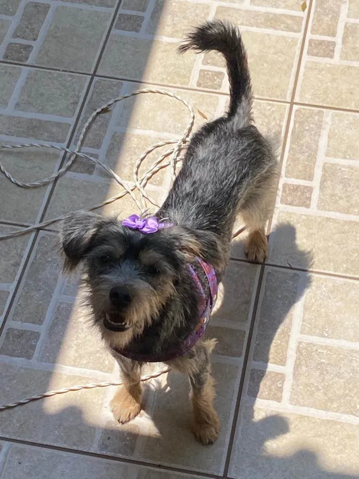 Cachorro raça SRD-ViraLata idade 1 ano nome Roma