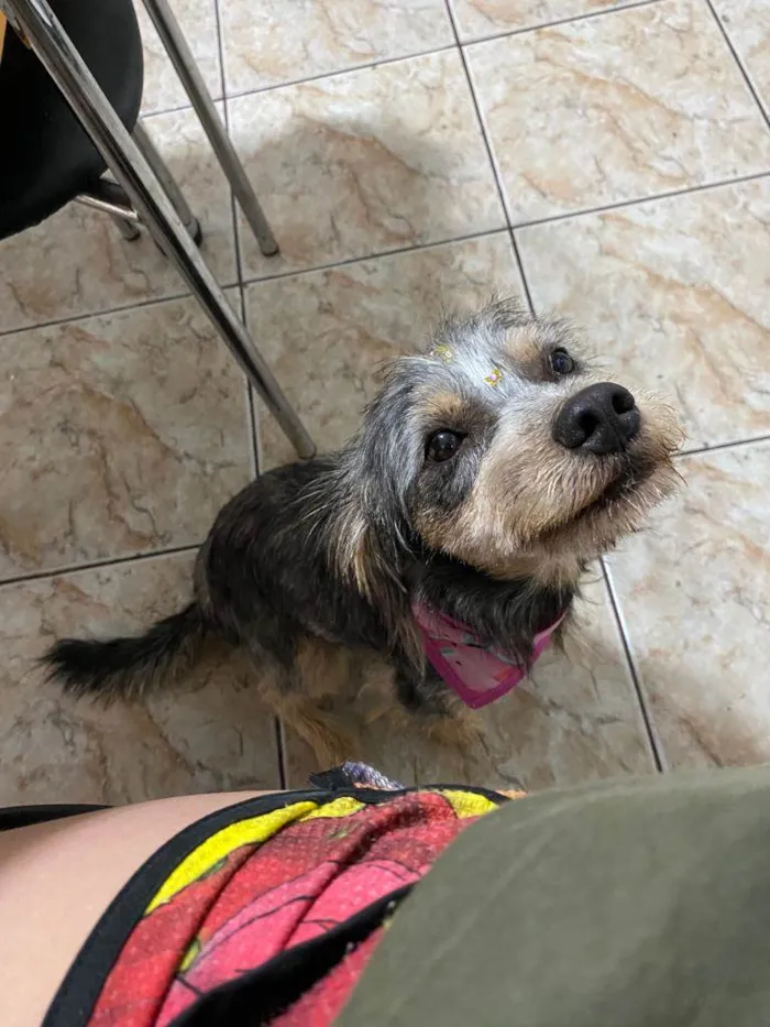 Cachorro raça SRD-ViraLata idade 1 ano nome Roma