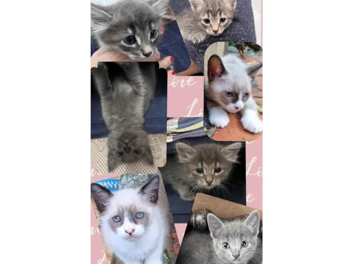 Gato raça SRD-ViraLata idade 2 a 6 meses nome Bebês gatos 