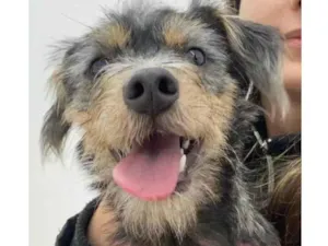 Cachorro raça SRD-ViraLata idade 1 ano nome Roma