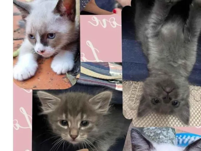 Gato raça SRD-ViraLata idade 2 a 6 meses nome Bebês gatos 