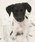 Cachorro raça SRD idade 2 a 6 meses nome KELLY
